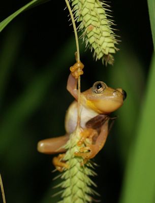 Afrixalus  spinifrons intermedius